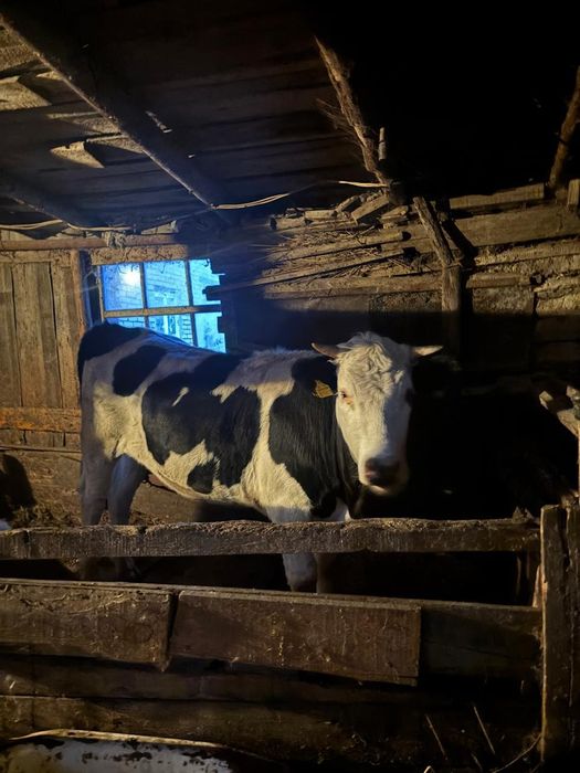 Продам бычка ...