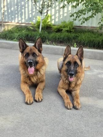 Продам не дорого