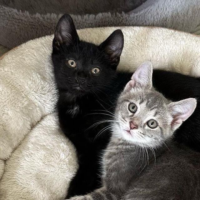 Котята от кошки крысолова