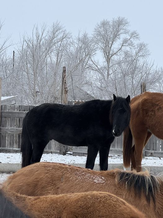 Айгыр сатам Мугалжар
