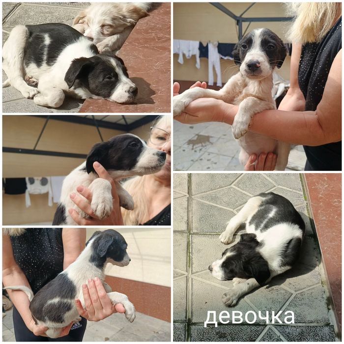 Пристраиваются в добрые ручки