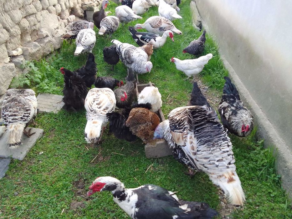 Яйца от красиви, породисти кокошки!