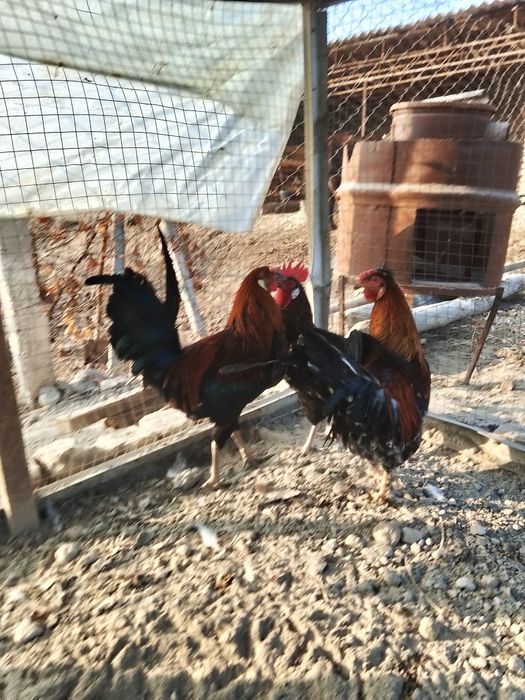 хурозлар хонаки с