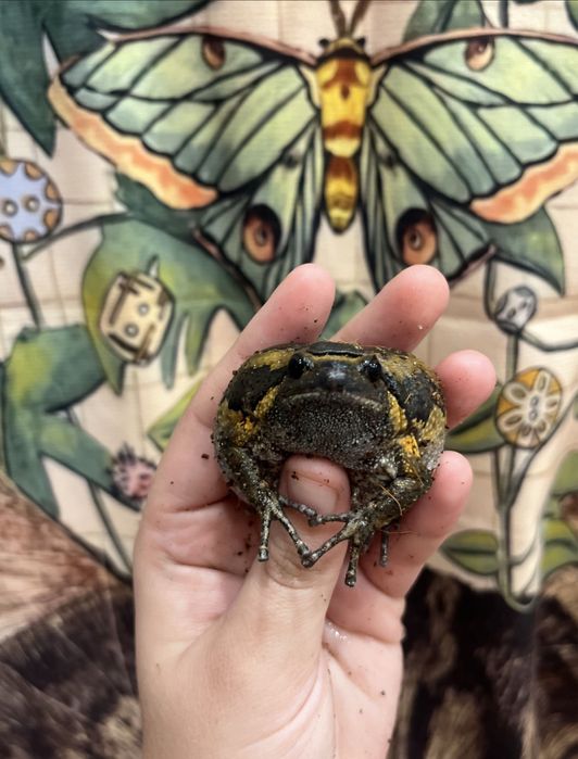 Лягушка бычий узкорот