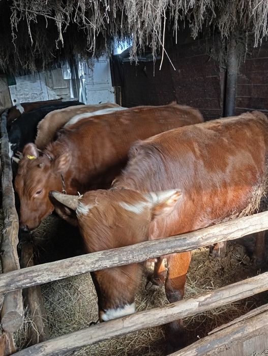 Продам оптом годовалых 11 голов 7 тёлок 4 быка