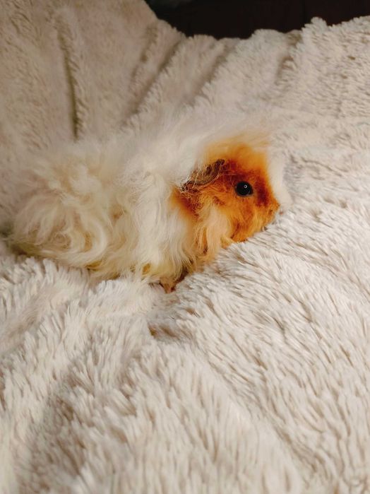 Морски свинчета альпако и зайчета