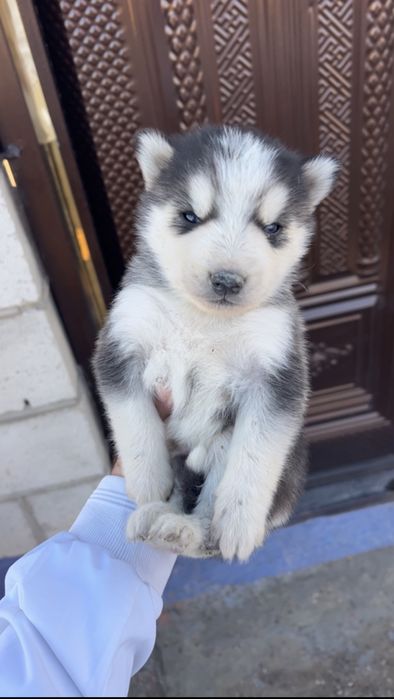 Сибирски Хаски Болалари Сотилади 1 Ойлик 2 Та Кузи Бир Хил Кук Ранг