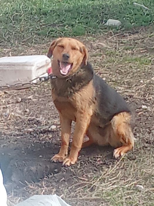 Добрейшая собака ищет своих хозяев