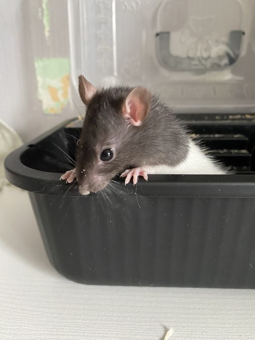 Крыса декоративная