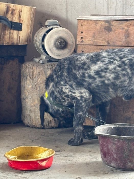 Продам Спаниель!!!