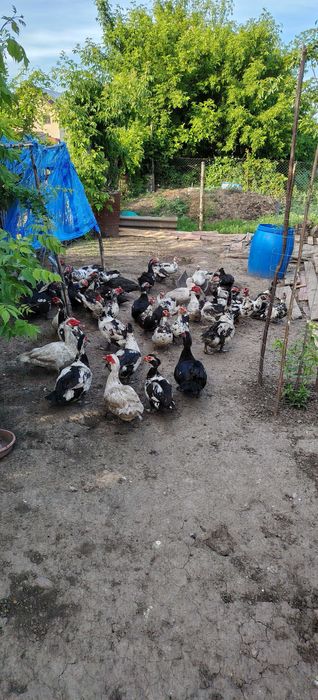 Rațe mute se vinde tot lotul