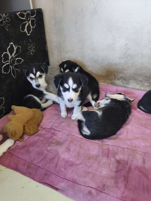 Бесплатно отдам щенков