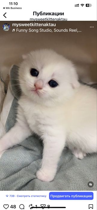 Продам драгоценных шиншиллок