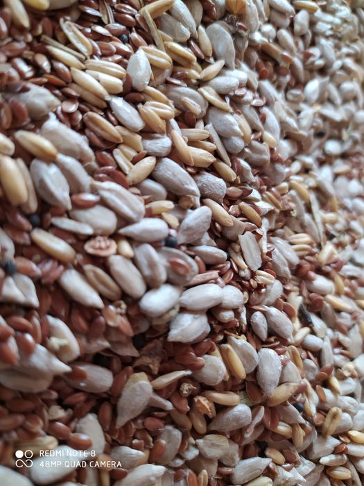 Korma dlya канарейеек