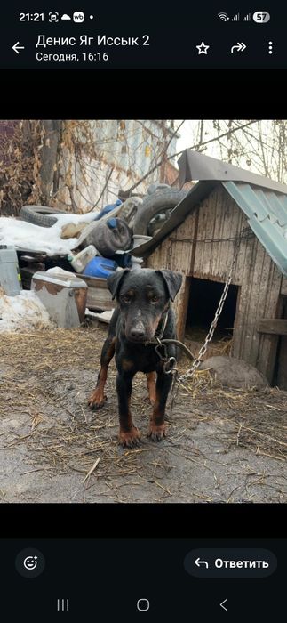 Продам кобеля ягдтерьера