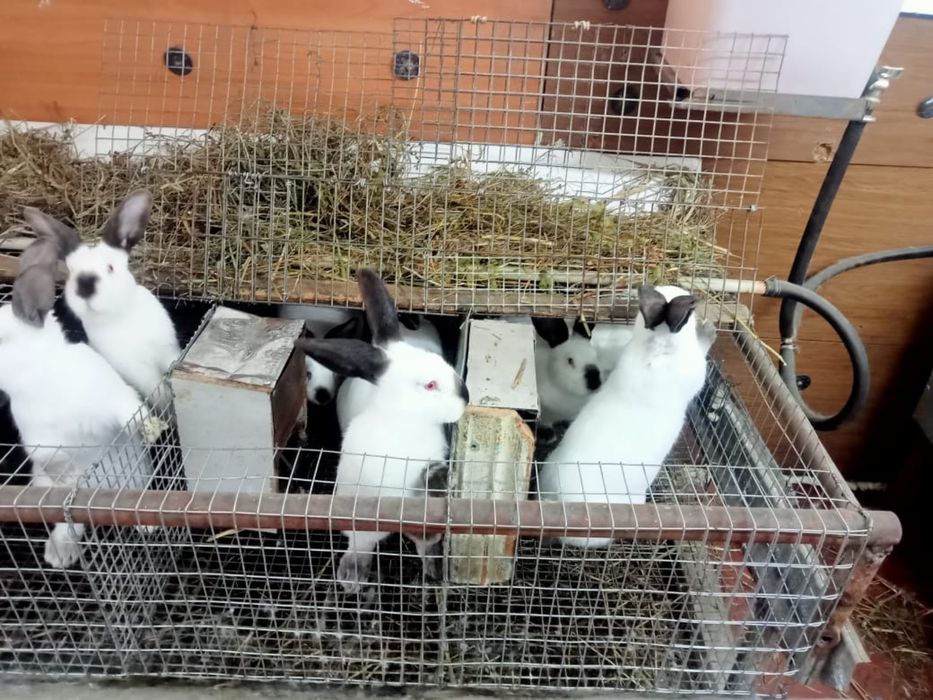 Продам кроликов…
