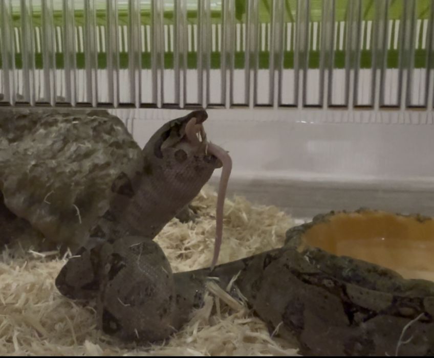 Удав императорский самка