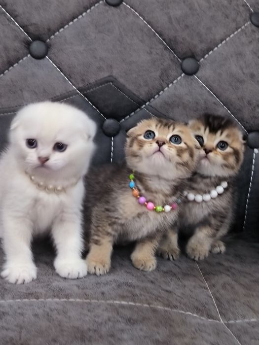 Котята от правильной вязки