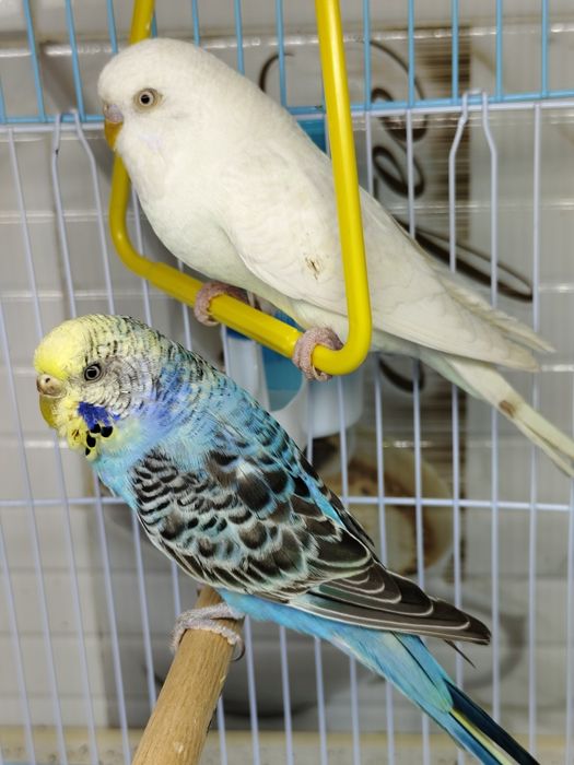 Попугай комплект