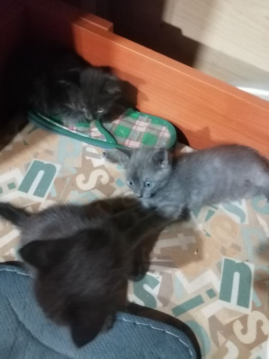 Отдам котят 3 мальчика