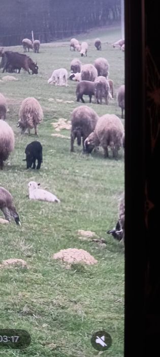 Oi cu mieii cu tot de vânzare