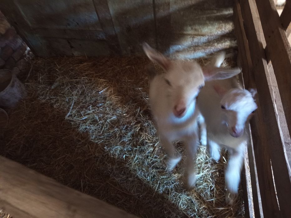 Козы с козлятами