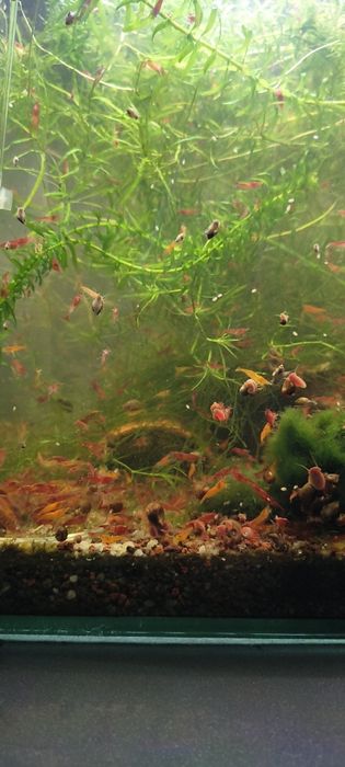 Creveti red cherry acvariu