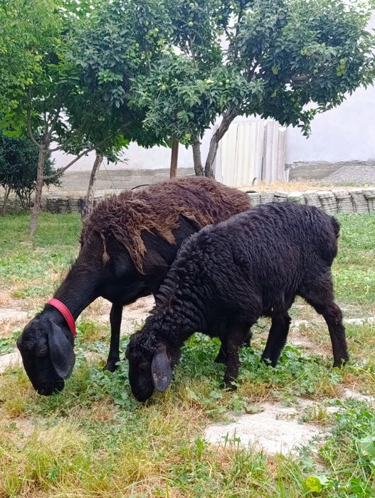 xisori ona bola qoylar sotiladi 6mln 900