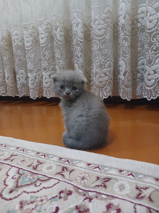 Scottish fold zotli mushuk