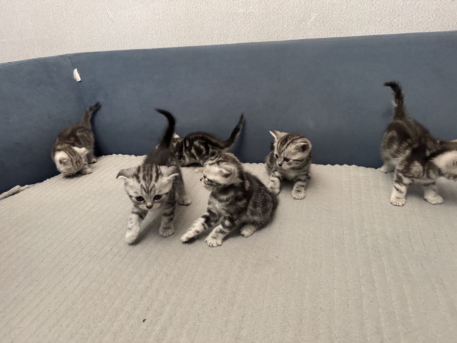 Шотландские котята