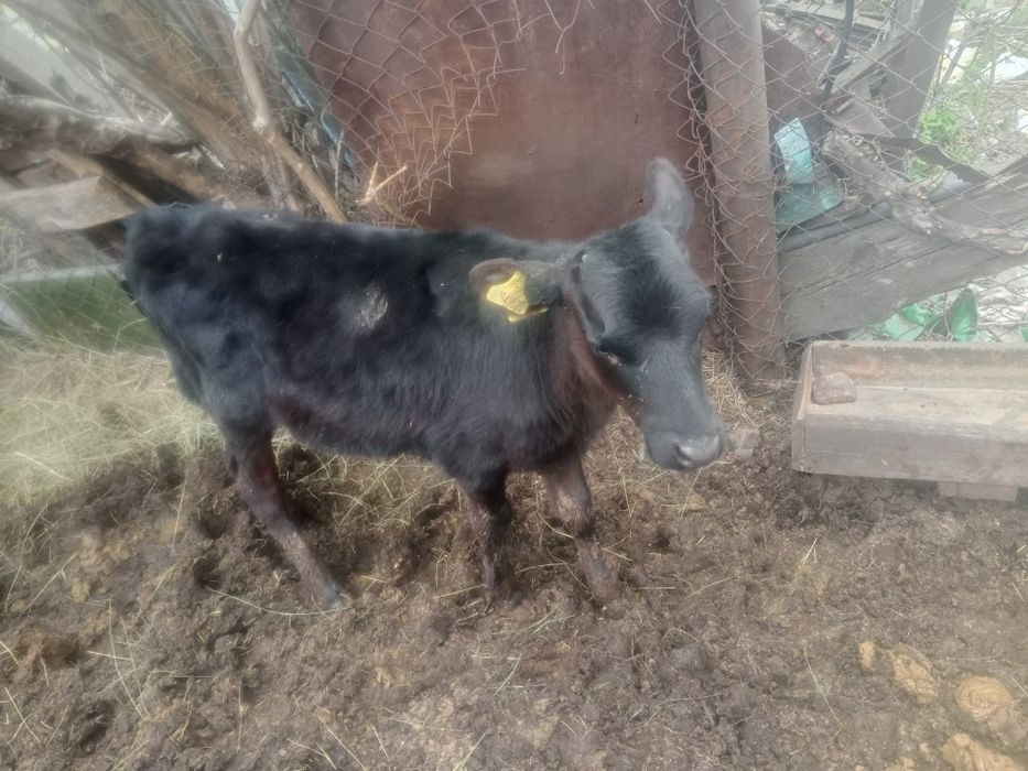 Продам телочки 3 штук