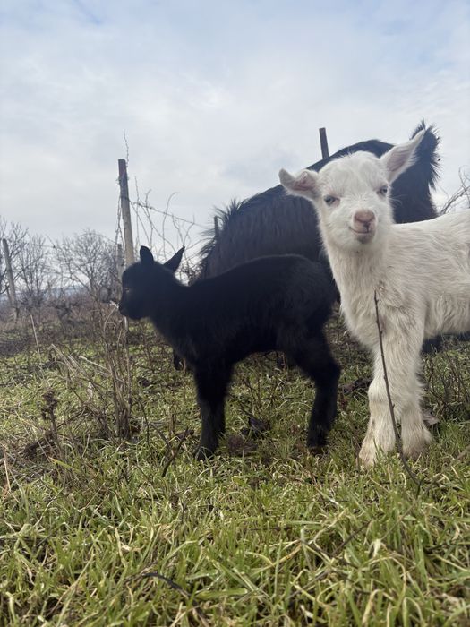 Vand capra cu doi iezi