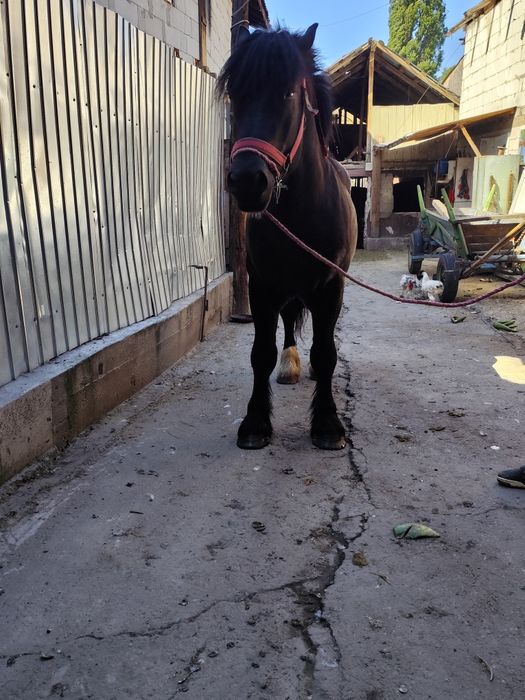 Vând mânz de 2 ani