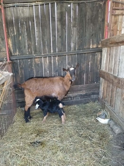 Capra la prima fătare