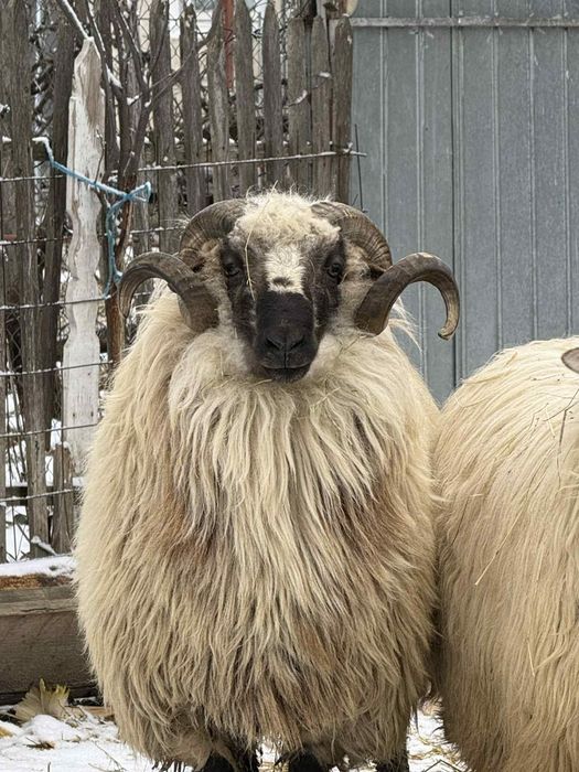 Berbec cu vârsta  3 ani