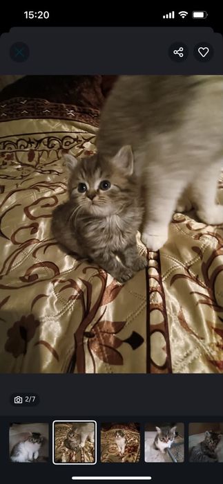 Отдам замечательных котят, ласковые, игривые, красивые