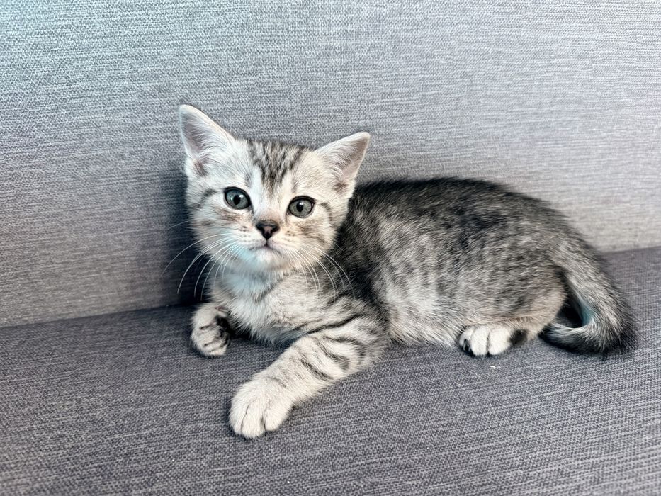 Отдам котят в добрые руки