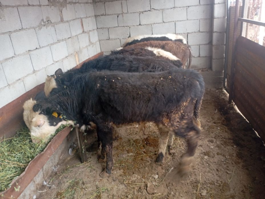 Продам бычков 6,7 месяцев