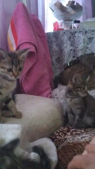 Отдам котят в хорошие руки