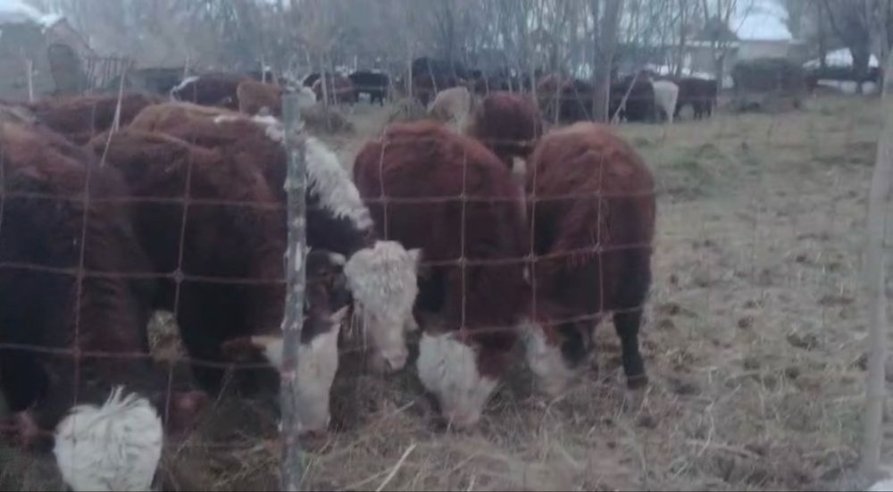 Падсос тайншалар сатылады