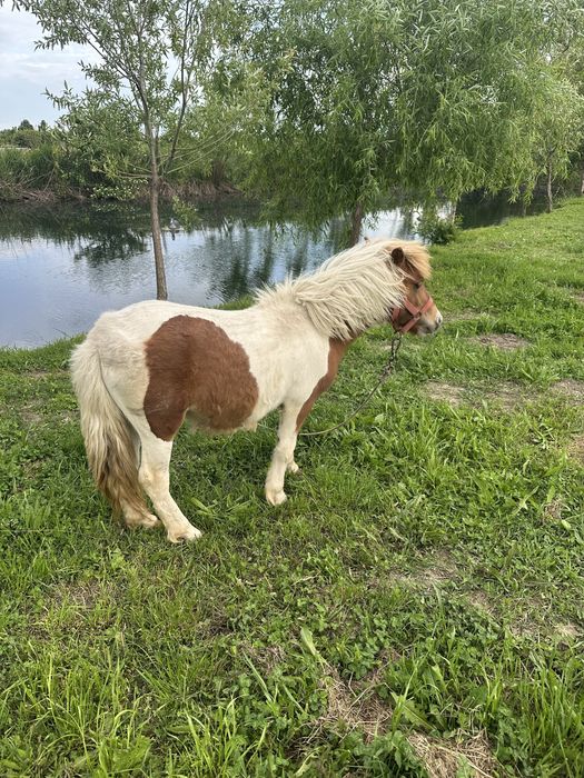Ponei armasar 1 an