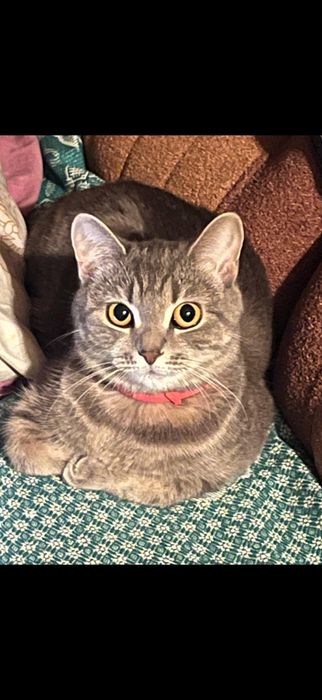 Отдам кошечку в хорошие руки