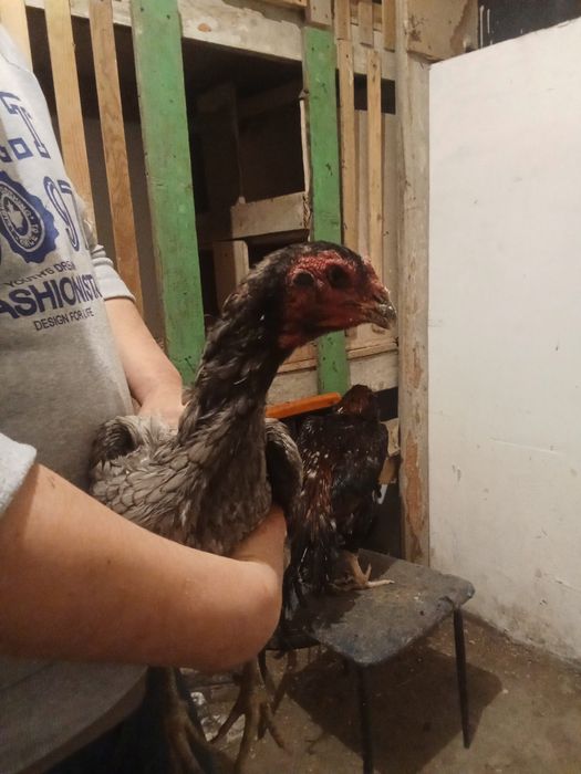 Даканы даканка 2года