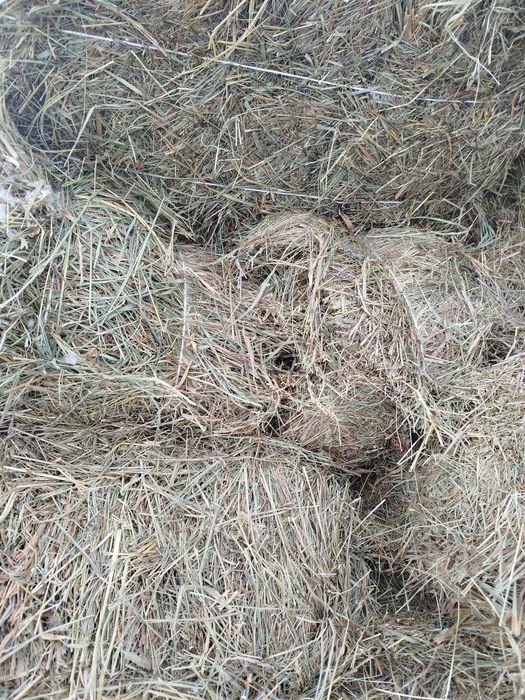 Сено летнее в квадратных тюках