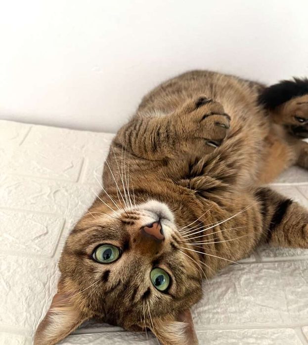 Мъжко таби коте търси дом