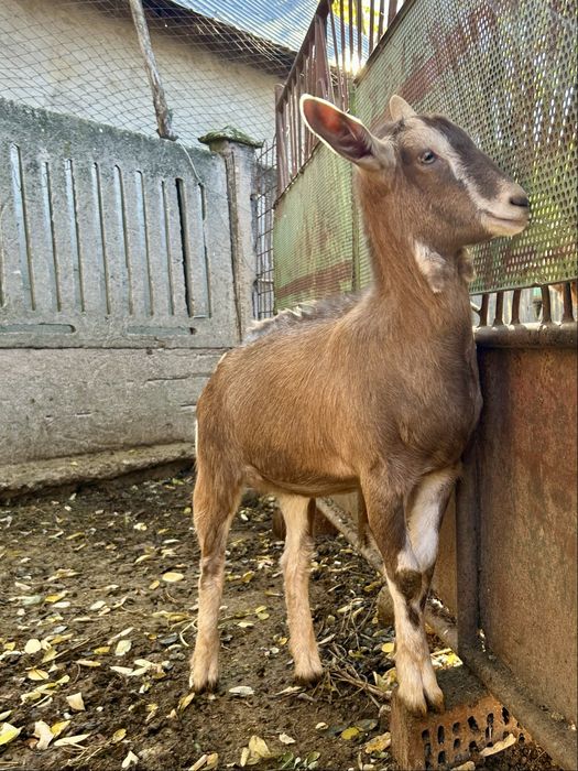 Capra rasa toggenburg Movileni • OLX.ro