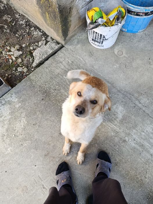 Donez cățeluș/cățelușă talie mare