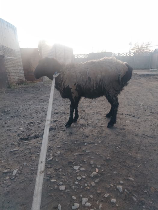 Семыз кой сатлады срочно 110000