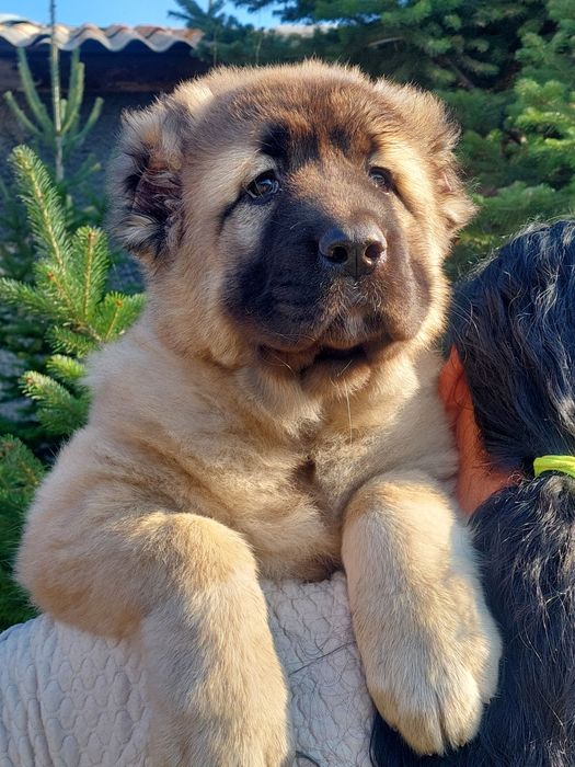 Супер щенки кавказской овчарки