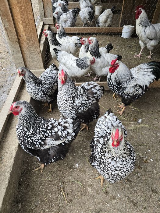 Familie wyandotte vand sau schimb!